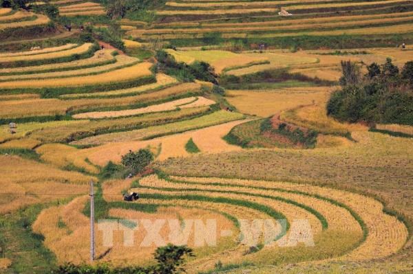Mùa lúa chín trên những thửa ruộng bậc thang Miền Đồi