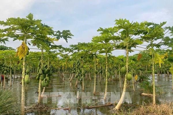 Hàng chục hecta hoa màu bị ngập do mưa lớn và xả lũ hồ Sông Ray