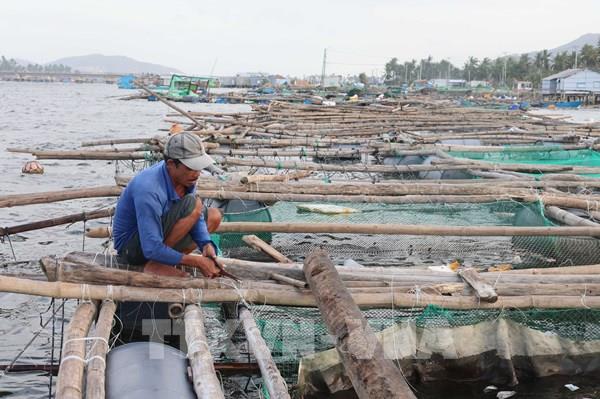 Vùng nuôi trồng hải sản gượng dậy sau bão