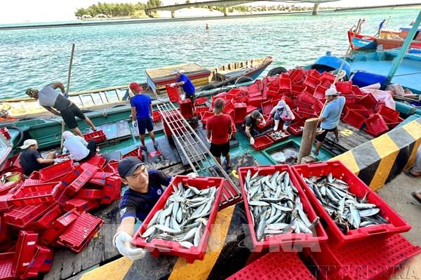 Tuyên chiến với IUU - Bài cuối: Hành trình hồi sinh nguồn lợi từ biển