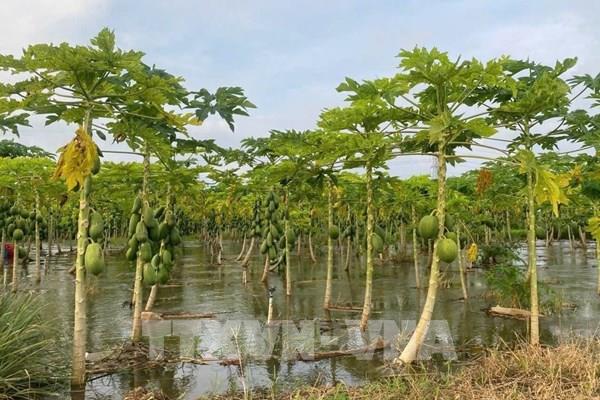 Mưa lớn gây thiệt hại nặng hoa màu, thủy sản tại nhiều xã vùng thấp TP.HCM