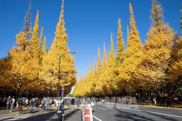 Thu vàng tại Meiji Jingu Gaien