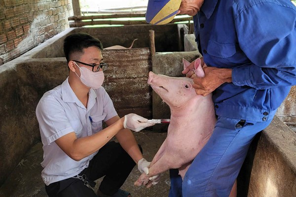 Vệ sinh môi trường, tái đàn gia súc sau mưa lũ