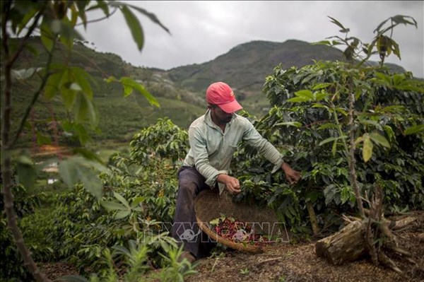 Mỹ dỡ thuế cà phê nhập khẩu, Brazil chịu thiệt nặng