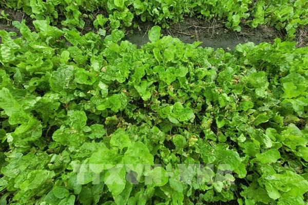 Mưa bão gây thiếu hụt rau củ, TP. Hồ Chí Minh tăng dự trữ, mở rộng nguồn cung