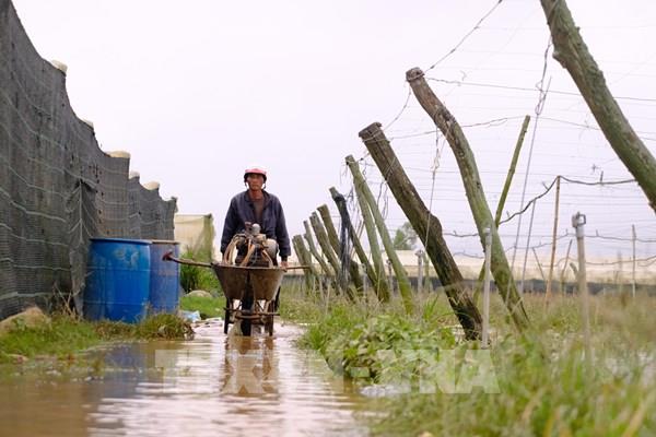 Mưa lũ gây thiệt hại nặng cho vựa rau lớn nhất Lâm Đồng