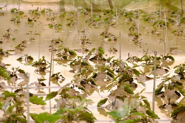 Mưa lũ gây thiệt hại nặng cho vựa rau lớn nhất Lâm Đồng