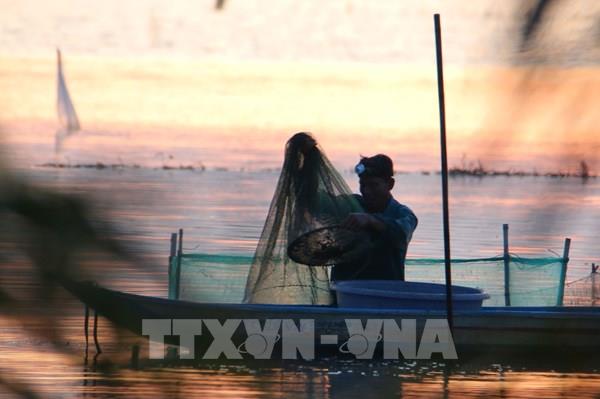 Trù phú mùa cá đồng ở Cần Thơ sau nhiều năm “đói” lũ