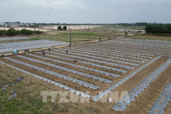 Ươm mầm xanh nơi "rốn lũ" Đà Nẵng