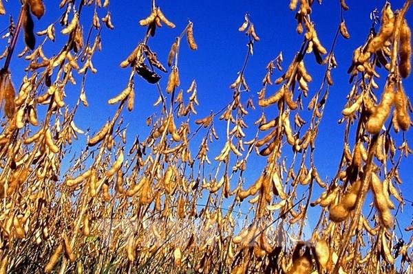 Trung Quốc hai tháng liên tiếp không nhập khẩu đậu tương Mỹ