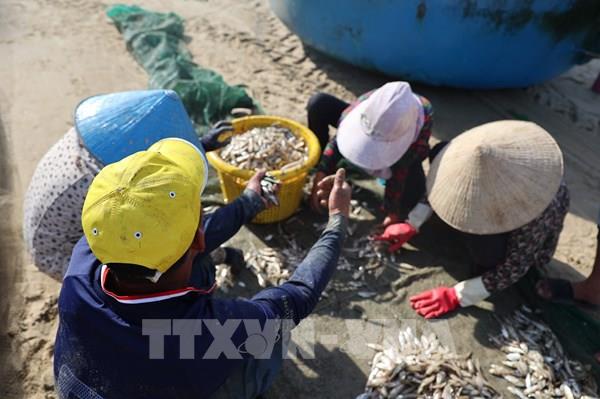 Ngư dân TP. Hồ Chí Minh trúng mùa cá mai