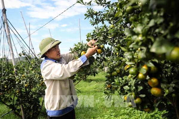 Bắc Ninh xúc tiến tiêu thụ trên 76 nghìn tấn cam, bưởi