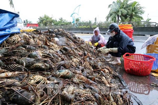 Người dân vùng nuôi tôm hùm lớn nhất cả nước “trắng tay” vì lũ