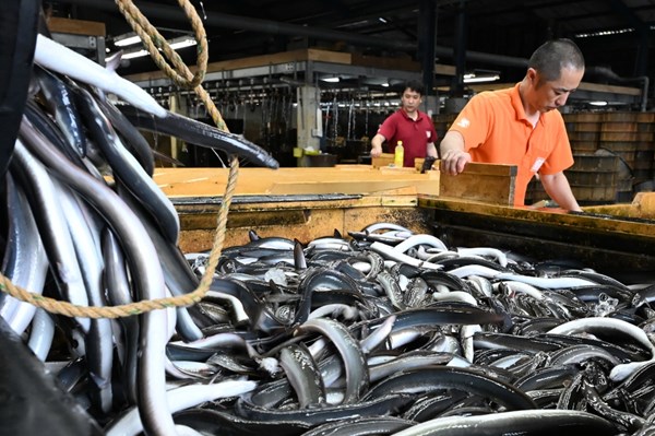 Lươn Nhật Bản "vướng" quy định kiểm soát của EU