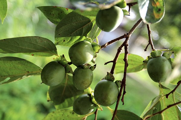 Cây đặc sản trăm năm vươn tầm thương hiệu lớn