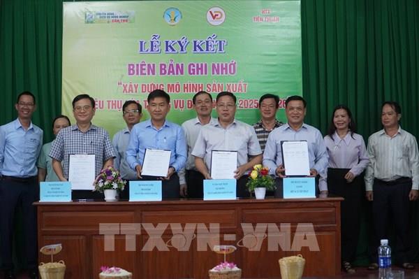 Xây dựng vùng nguyên liệu cho thương hiệu “Gạo Cần Thơ”