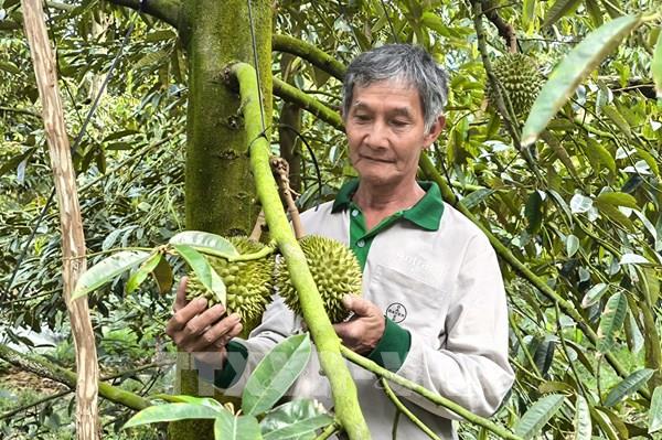 Khi sầu riêng nghịch vụ thành "mỏ vàng” giữa mùa hạn mặn