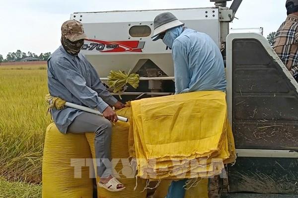 Giá lúa Thu Đông lao dốc, nông dân Đồng Tháp trắng lợi nhuận