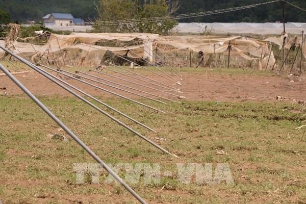 Thủ phủ rau của Lâm Đồng khôi phục sau trận lũ lịch sử