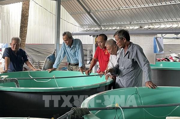 Hướng đi mới cho nghề cá chình giống ở Đồng Tháp