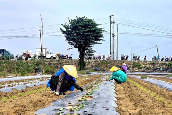 Đà Nẵng nhanh chóng khôi phục sản xuất nông nghiệp sau mưa lũ