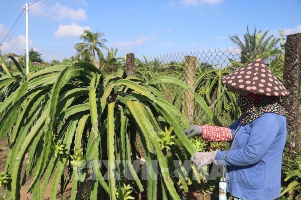 Giá thanh long trái vụ ở tỉnh Đồng Tháp tăng hơn 3 lần