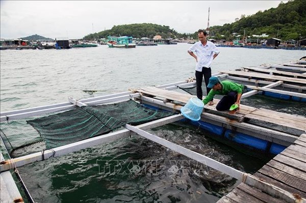 Nông nghiệp “thuận thiên”: Biến vùng đất mặn thành vựa nông, thủy sản