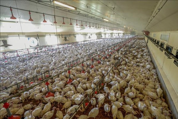 Virus cúm gia cầm có thể gây đại dịch tồi tệ hơn COVID-19 nếu đột biến