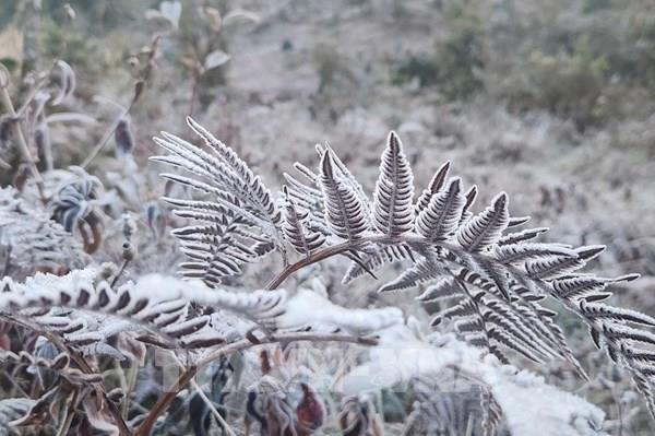 Băng giá phủ trắng Y Tý, Lào Cai