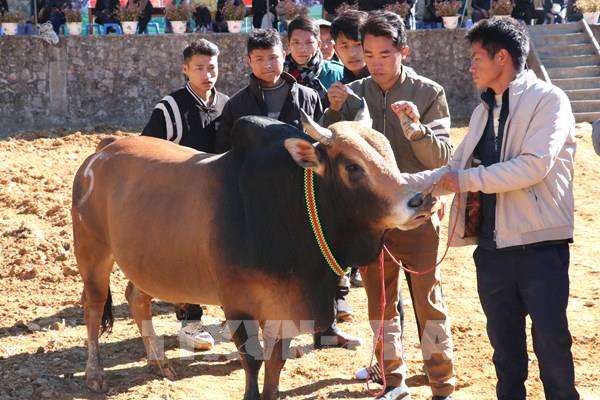 Rộn ràng hội thi Bò đẹp ở xã biên giới Phố Bảng