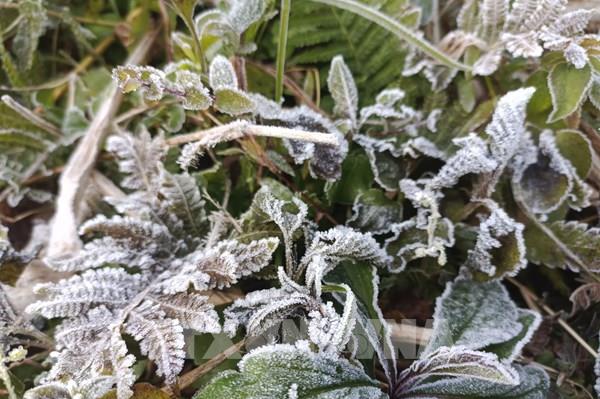 Tuyên Quang: Hình ảnh sương muối trắng xóa phủ kín cao nguyên đá