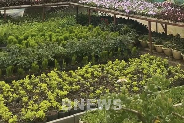 Hà Nội phấn đấu trên 30% sản lượng rau an toàn được truy xuất nguồn gốc