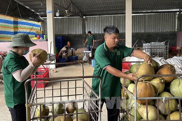 "Bật nắp” thị trường tỷ đô cho dừa Việt: Những động lực mới