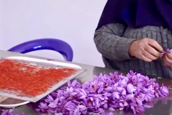 Nông thôn Maroc phất lên nhờ “vàng đỏ”