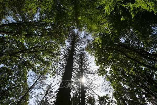 EU đạt thỏa thuận sửa đổi Quy định chống phá rừng