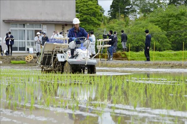 Nhật Bản luật hóa chính sách lúa gạo 
