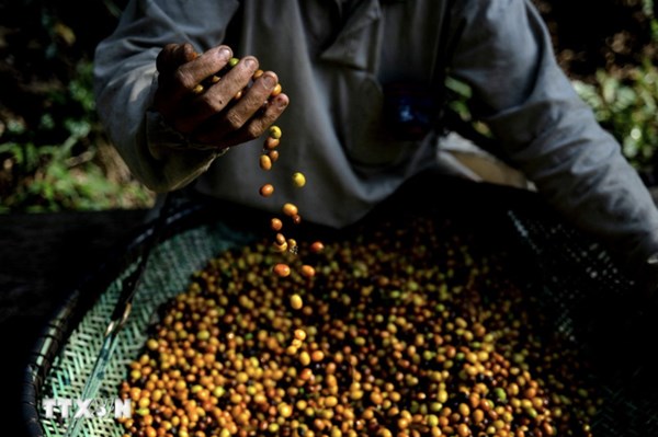 Brazil chuyển hướng sang trồng cà phê Robusta khi khí hậu khắc nghiệt