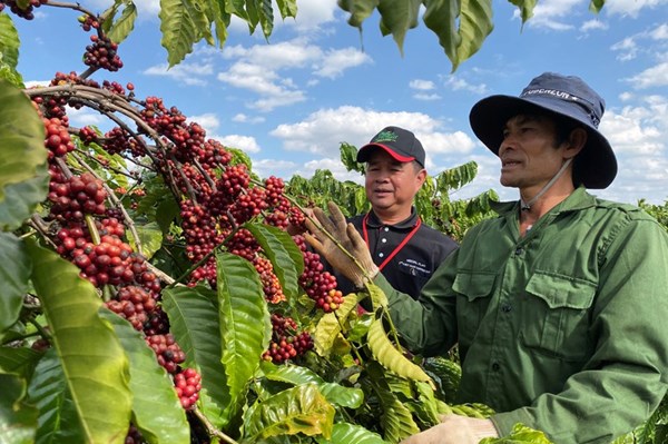 Thúc đẩy nông nghiệp tái sinh, công nghệ số cho phát triển ngành cà phê