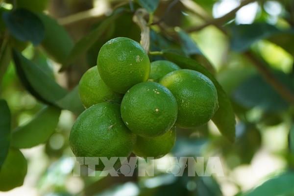 Chanh không hạt "gõ cửa" thị trường thế giới