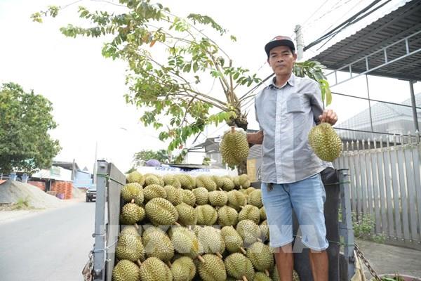 Giá sầu riêng tại Đồng Tháp quay đầu, nhà vườn gồng mình cầm cự