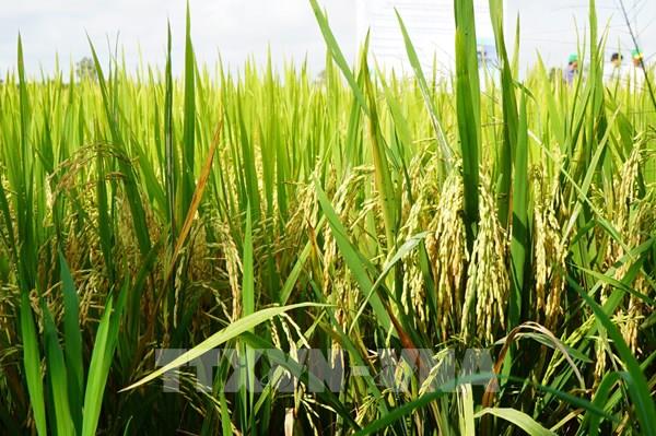 Khi hợp tác xã "khát" mô hình chuẩn cho lúa xanh – sạch