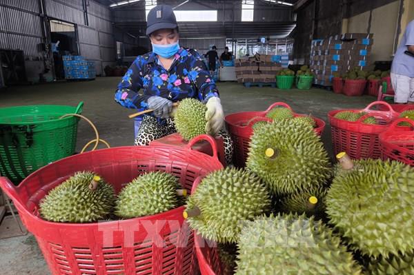 Sầu riêng Vĩnh Long đầu mùa nghịch vụ rớt giá