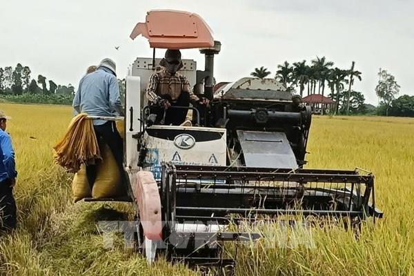 Vì sao giá lúa Thu Đông ở Đồng Tháp tăng trở lại?