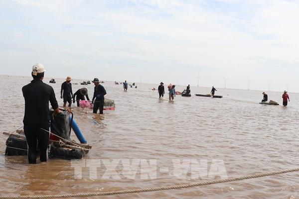 Theo chân ngư dân Gò Công vào mùa thu hoạch nghêu