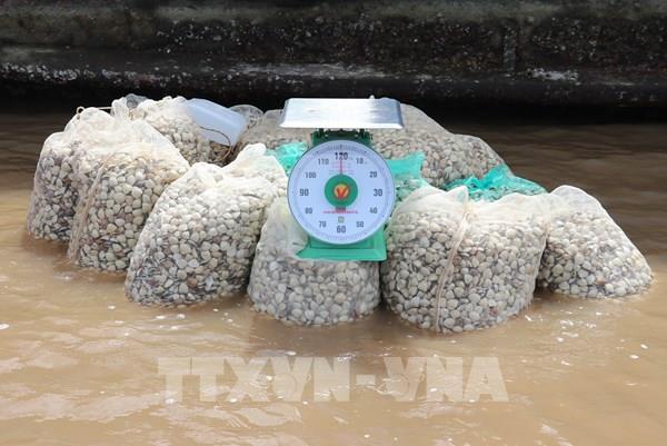 Nghêu thịt có giá cao, người nuôi thu lãi từ 150 - 200 triệu đồng/ha