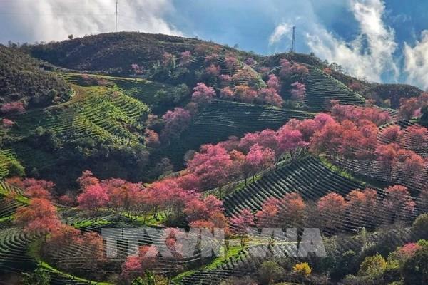 Mai anh đào khoe sắc trên núi rừng Tây Bắc