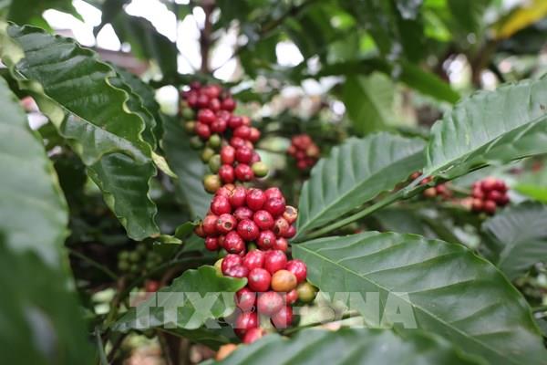 Thị trường nông sản: Giá cà phê tăng mạnh