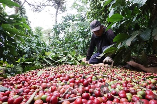 Giá cà phê quay đầu bật tăng 2%
