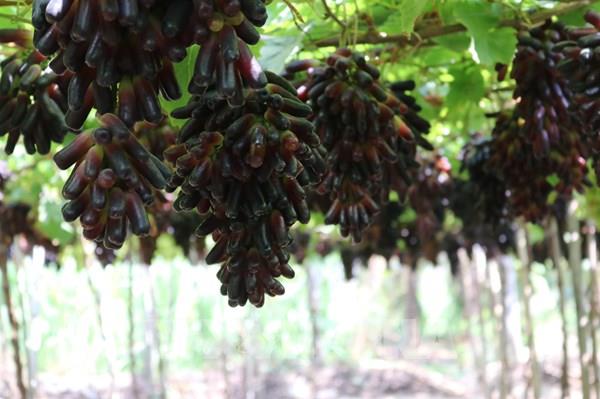 Phát triển giống nho, táo mới thích ứng khí hậu khô nóng tại Khánh Hòa