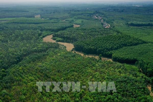 “Cởi trói” cho liên doanh, liên kết trồng rừng